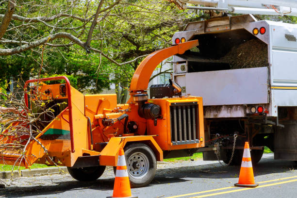 Best Seasonal Cleanup (Spring/Fall)  in Downs, IL