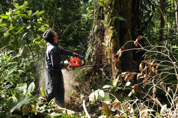 Best Emergency Tree Removal  in Downs, IL