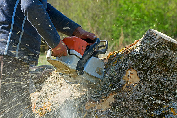 Best Arborist Consultation Services  in Downs, IL